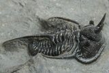 Pair Of Devil Horned Cyphaspis Trilobites - Mrakib, Morocco #208382-12